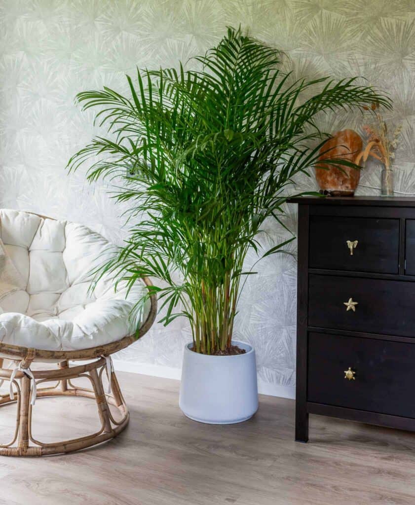 Air So Pure Areca palm - Luchtzuiverende Plant van de maand juni 2025
