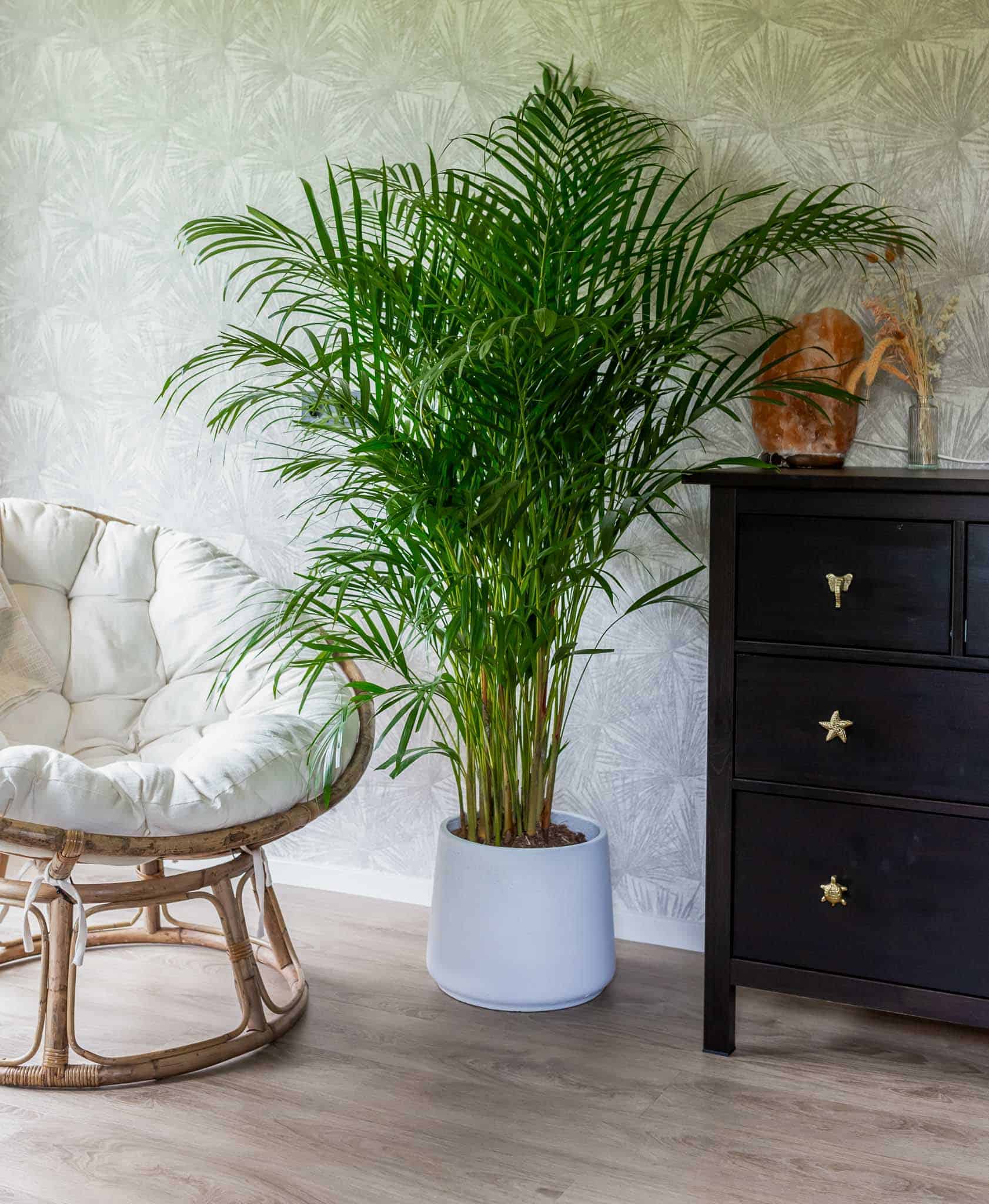 Air So Pure Areca palm - Luchtzuiverende Plant van de maand juni 2025