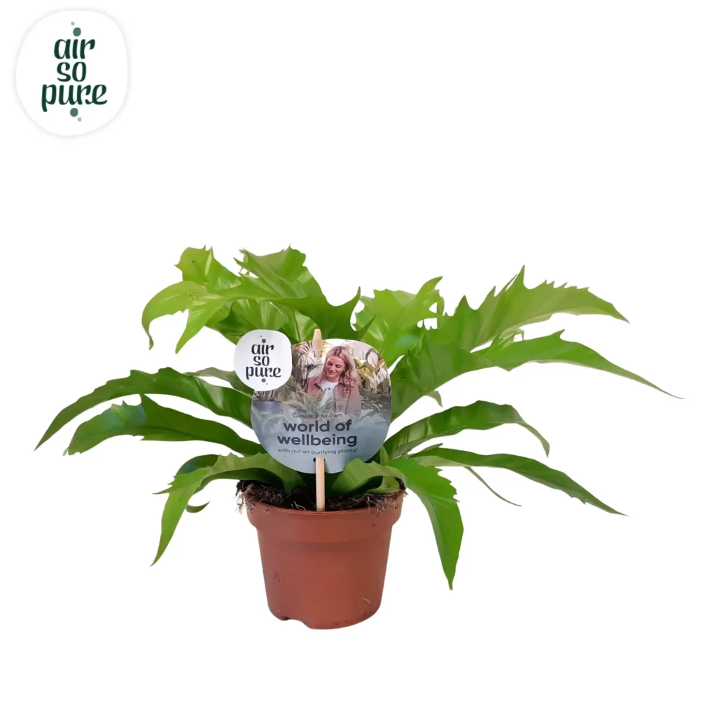 Air So Pure Asplenium Gioia p12