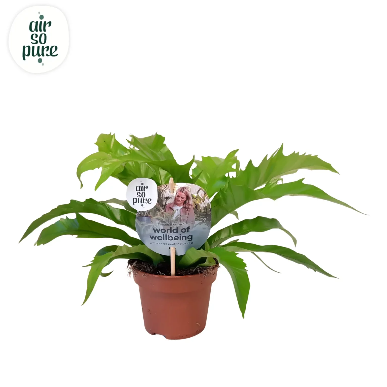 Air So Pure Asplenium Gioia p12