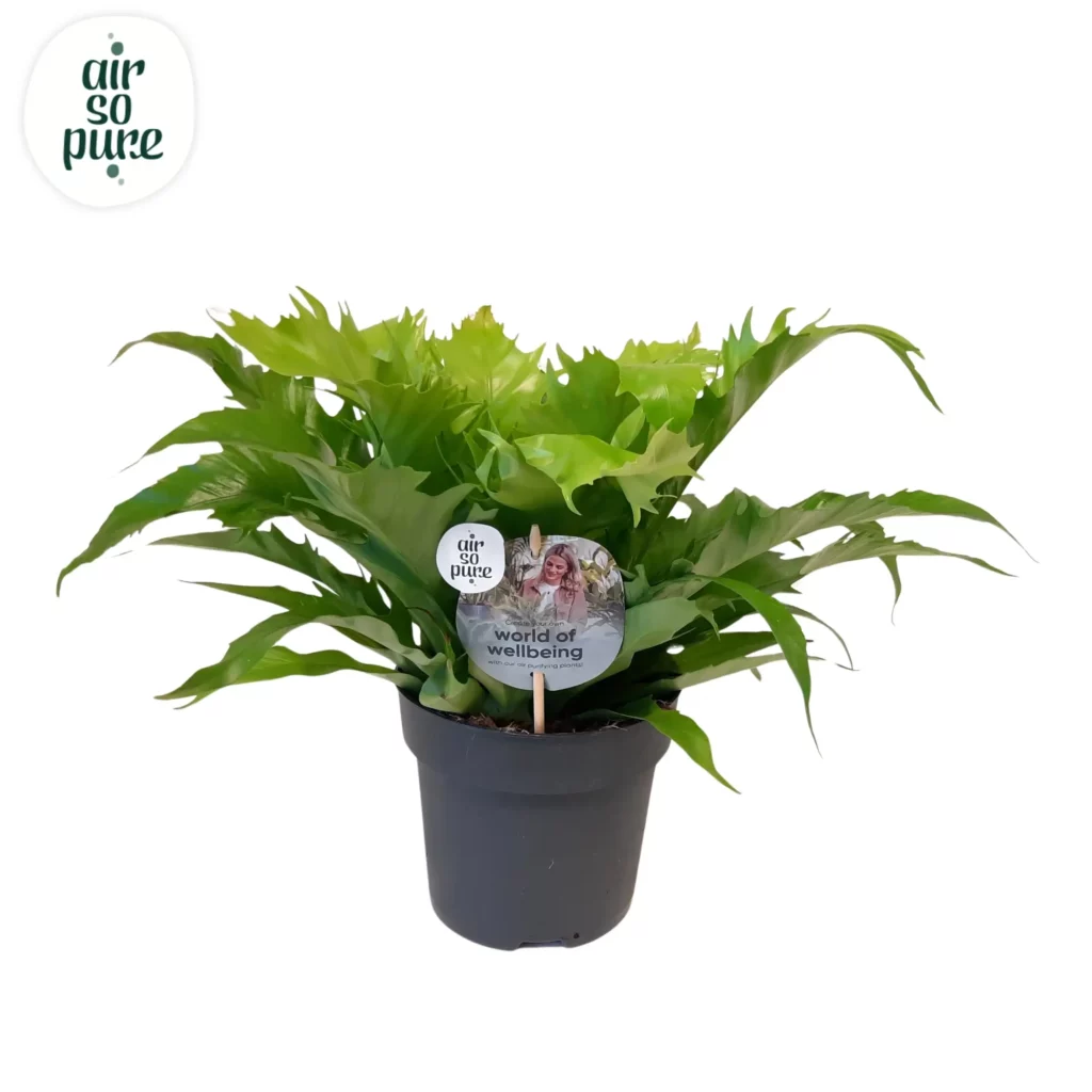 Air So Pure Asplenium Gioia p17