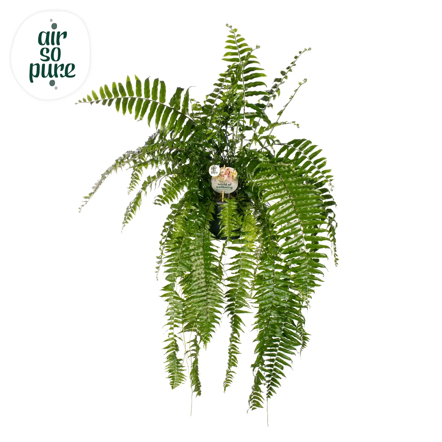 Air So Pure Nephrolepis Macho hp20