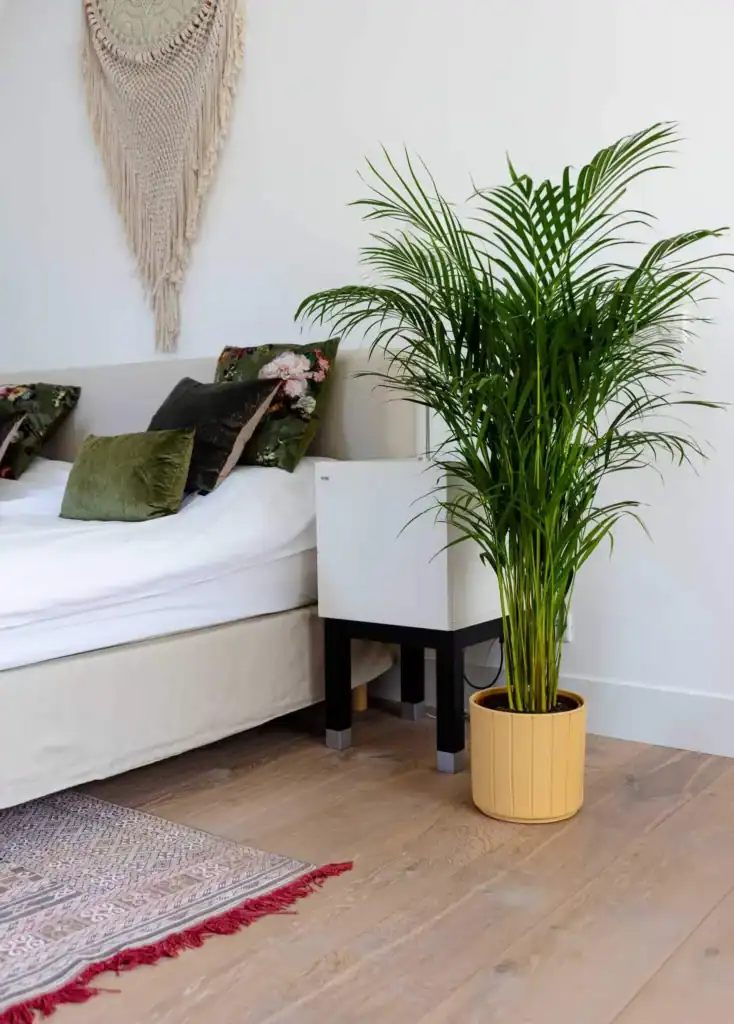 Air So Pure Areca Luchtzuiverende-Plant van de Maand Juni 2025