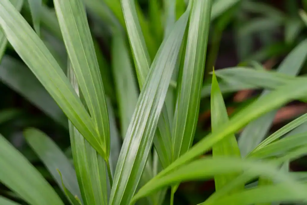 Areca Luchtzuiverende Plant van de Maand juni 2025 closeup
