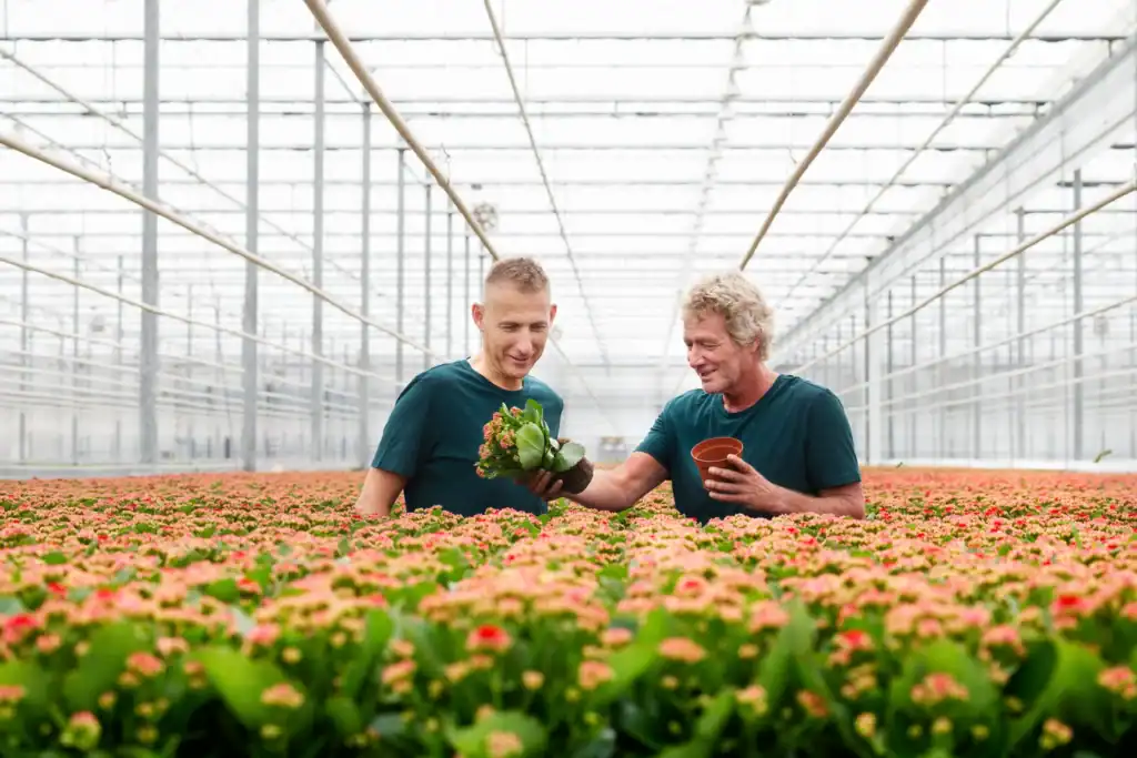 KP Holland Kalanchoe onderzoeken
