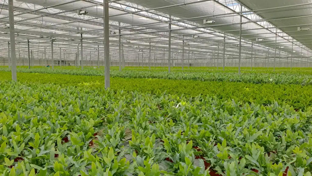 Raadschelders Varens in de nieuwe kas