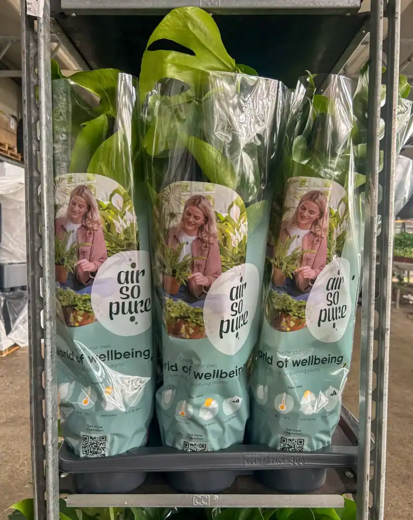 Air So Pure Monstera JK Plant