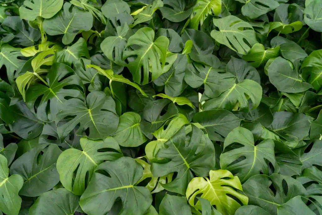 Air So Pure Monstera JK Plant