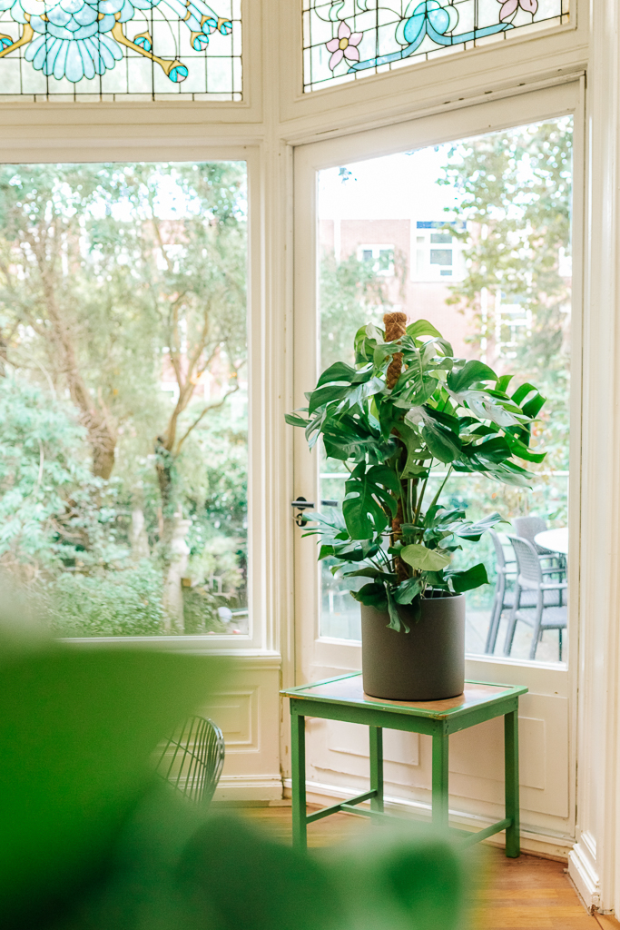 Air So Pure Monstera Luchtzuiverende Plant van de Maand juli 2025