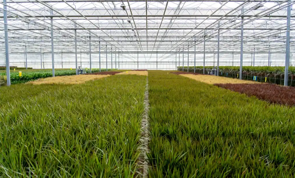 Forever Plants Group Kas Dracaena Teelt