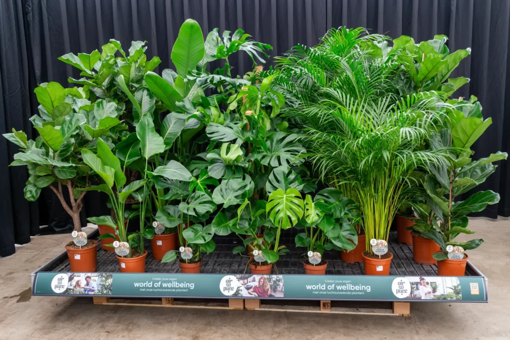 Forever Plants Assortiment Air So Pure Presentatie