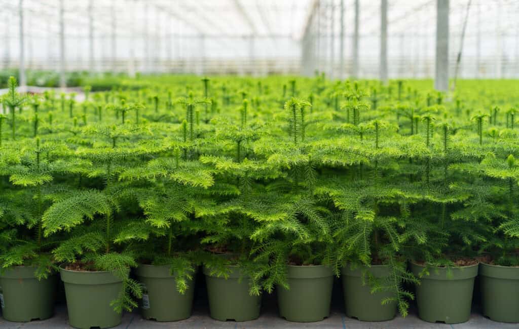 JK Plant Araucaria