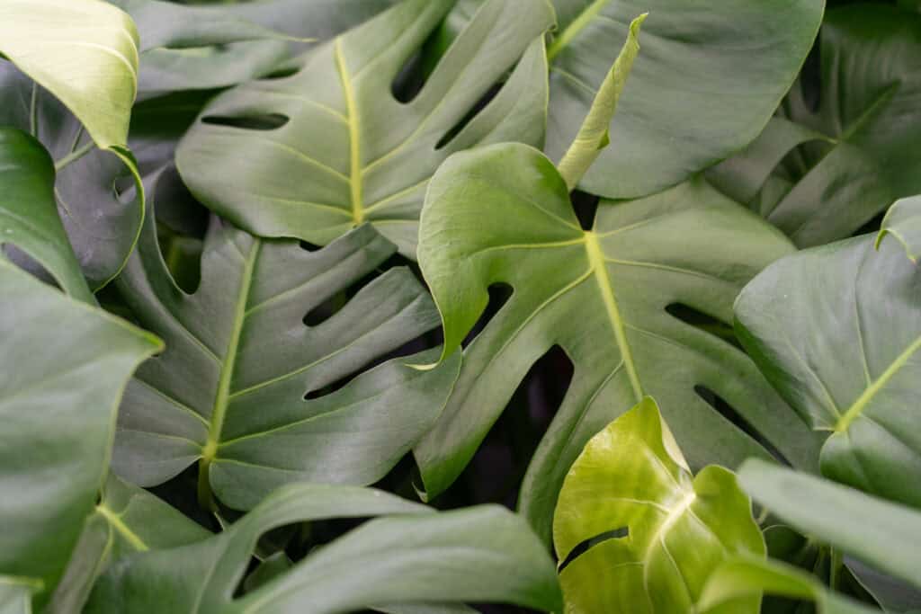 JK Plant Monstera Deliciosa