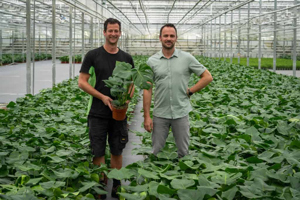 JK Plant, broers Jelle en Joram Kuijvenhoven tussen de Monstera