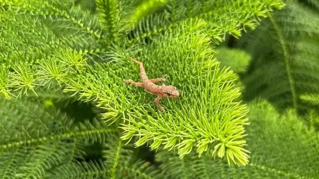 JK Plant biologie gecko
