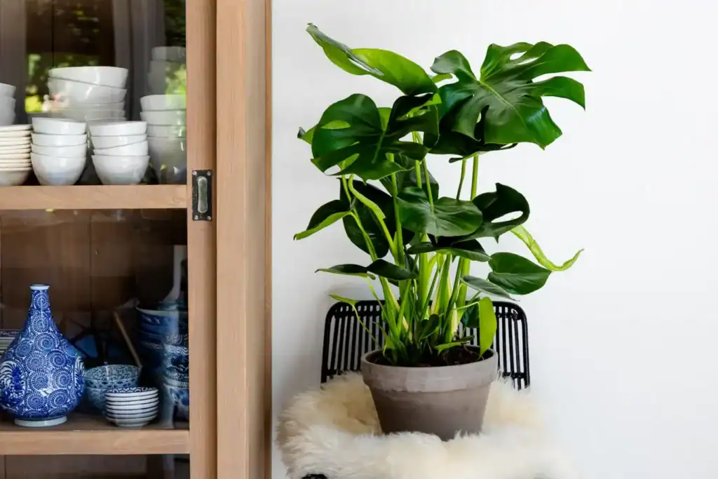 Monstera Deliciosa