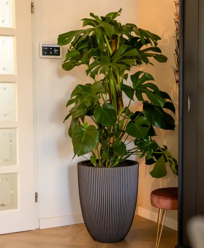 Monstera Deliciosa Air So Pure