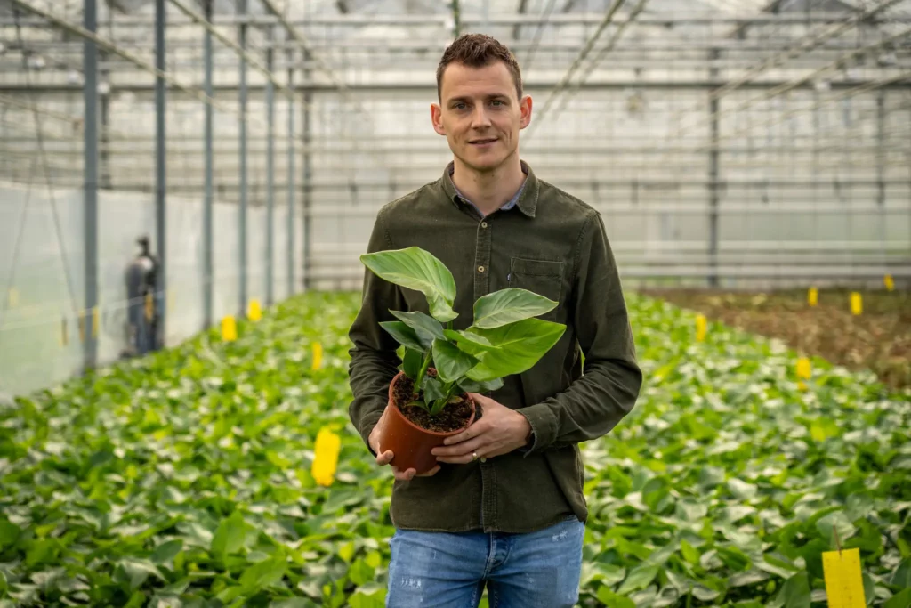Thom Persoon Forever Plants Group Strelitzia