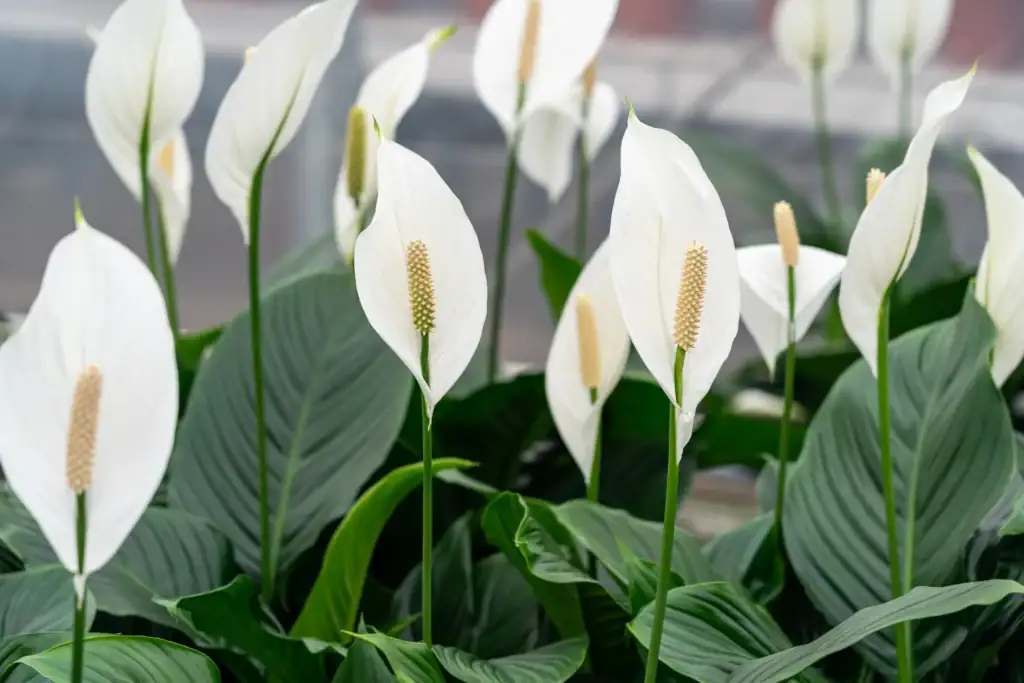 Bestplant Spathiphyllum