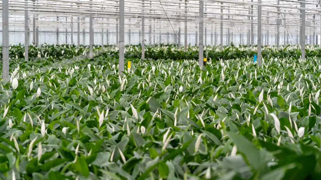 Bestplant Spathiphyllum Kas