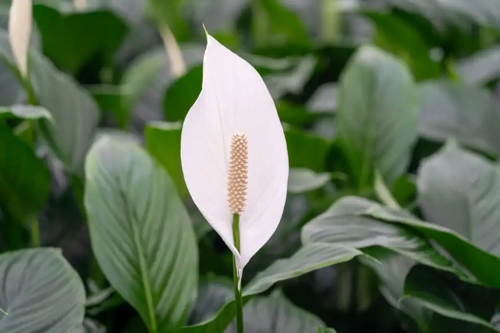 Spathiphyllum Bestplant
