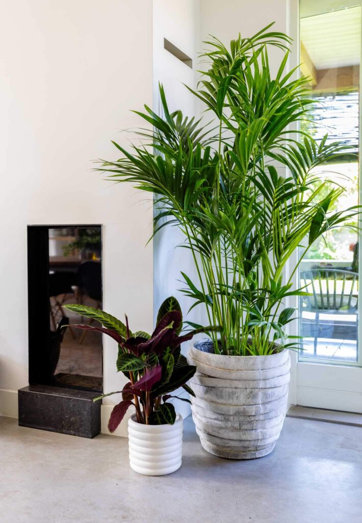 Air So Pure Kentia palm
