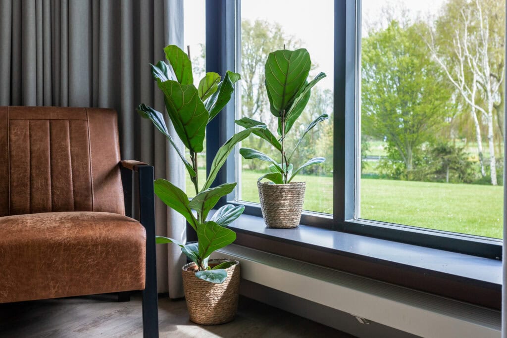 Groene verkoeling met de Air So Pure Ficus Lyrata (Zuurstofrijke plant)