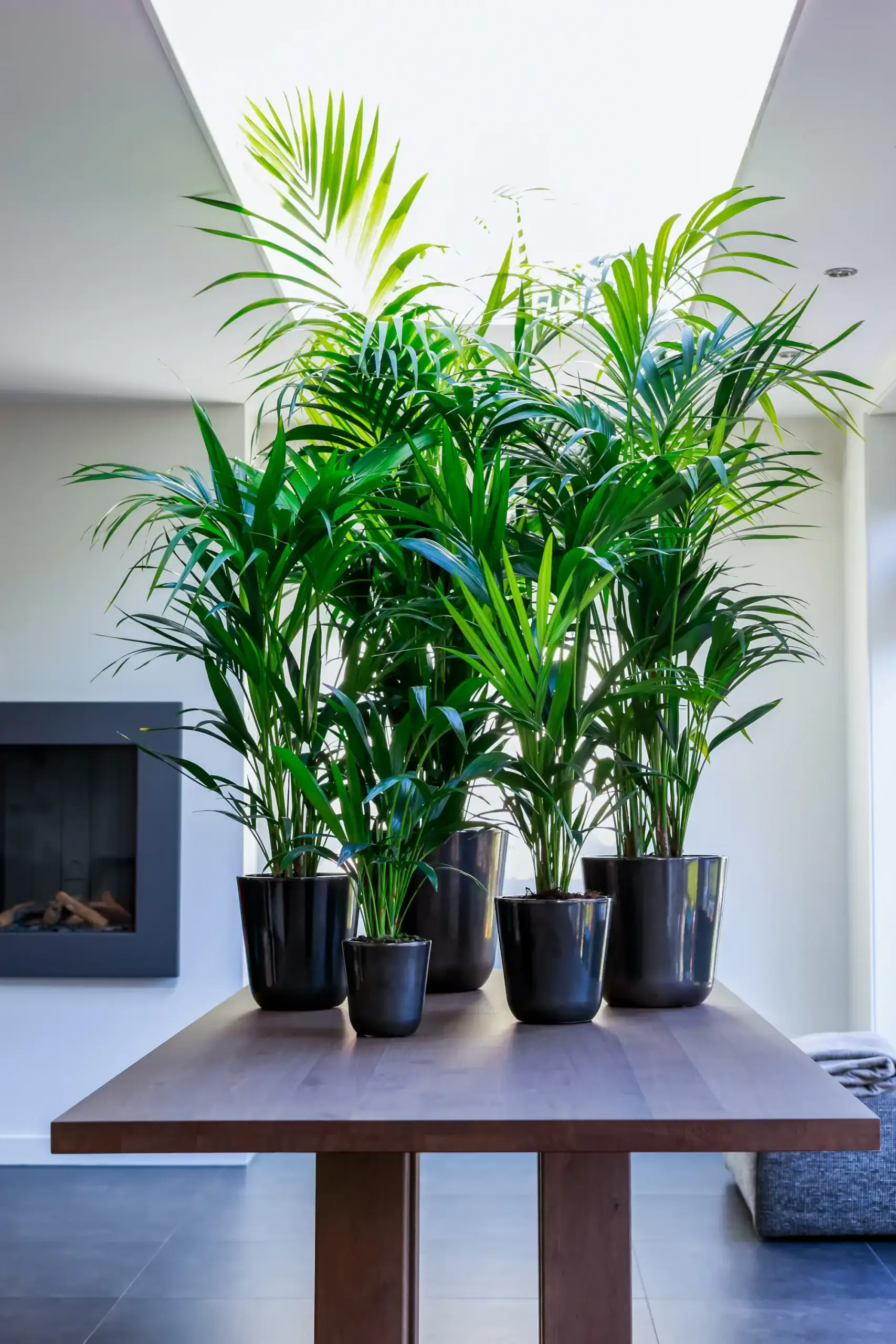 Air So Pure Luchtzuiverende Plant van de Maand September Kentia