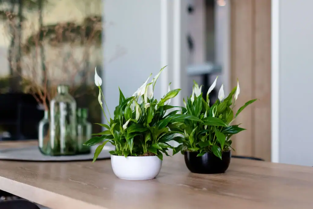 Air So Pure Spathiphyllum Zuurstofrijke Plant