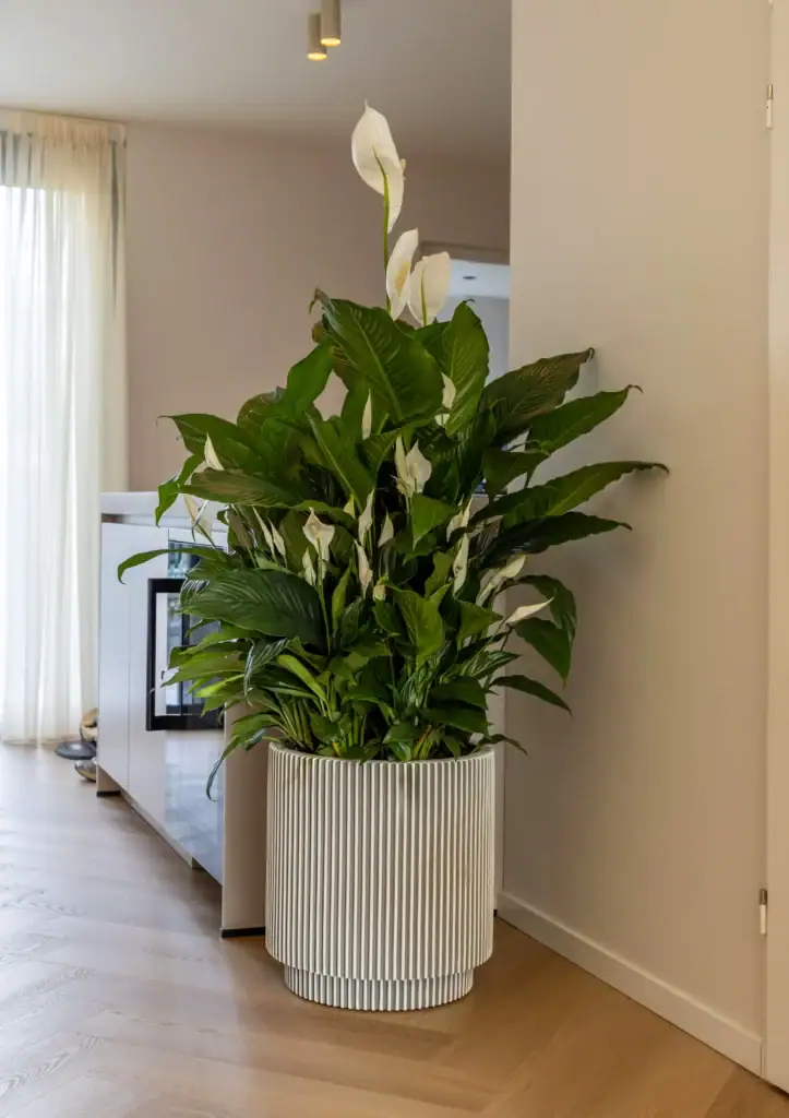 Air So Pure Luchtzuiverende Plant van de Maand Oktober 2025 Spathiphyllum