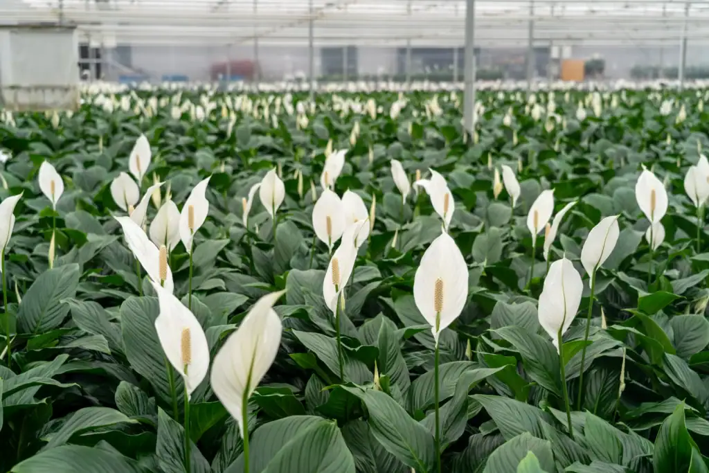 Air So Pure Luchtzuiverende Plant van de Maand Oktober 2025 Spathiphyllum