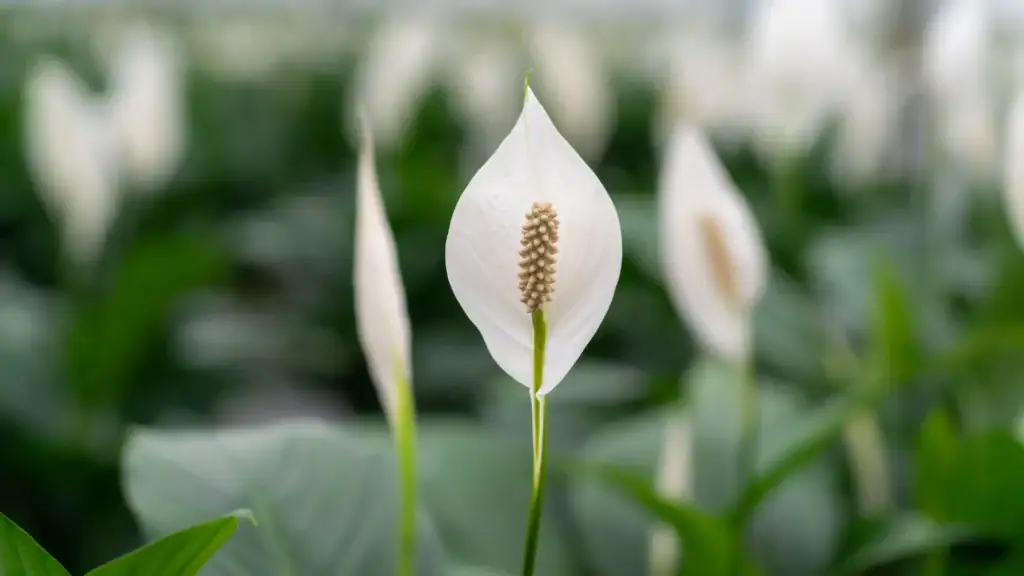 Air So Pure Luchtzuiverende Plant van de Maand Oktober 2025 Spathiphyllum