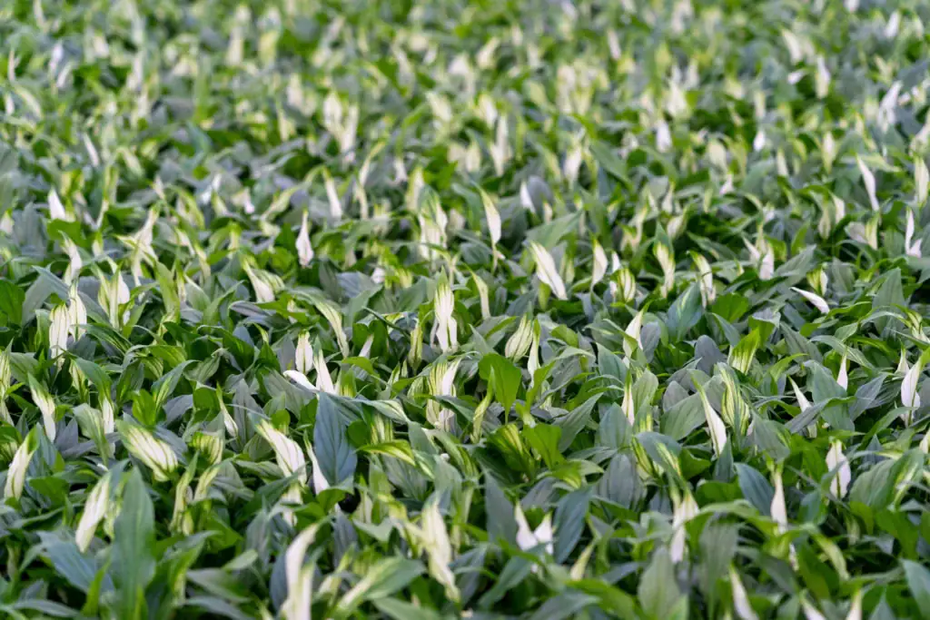 Air So Pure Luchtzuiverende Plant van de Maand Oktober 2025 Spathiphyllum