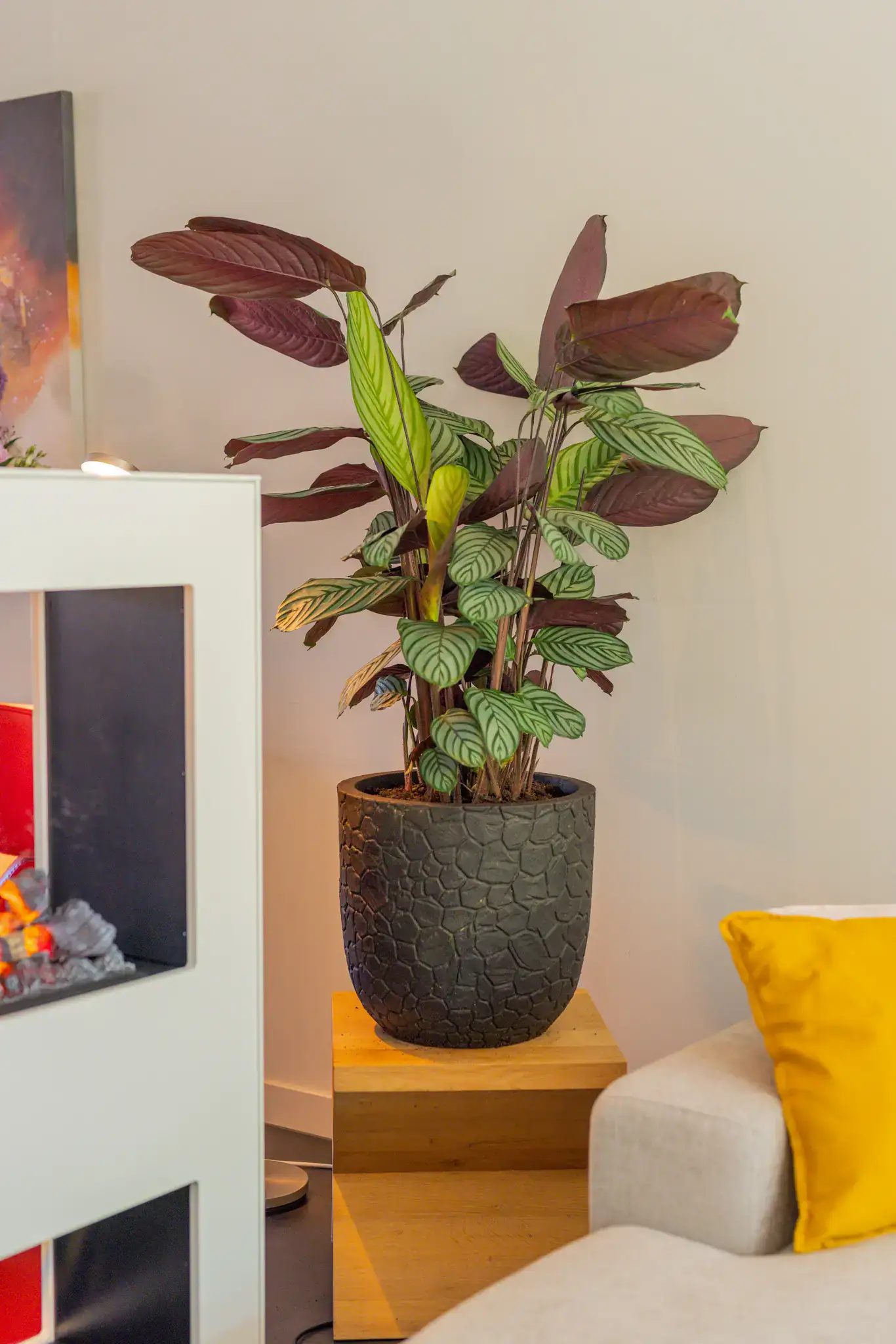 Air So Pure Calathea Luchtzuiverende Plant van de Maand November 2025