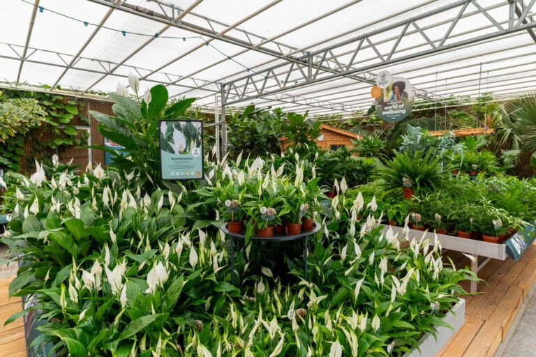 Air So Pure Luchtzuiverende Planten Winkelpresentaties