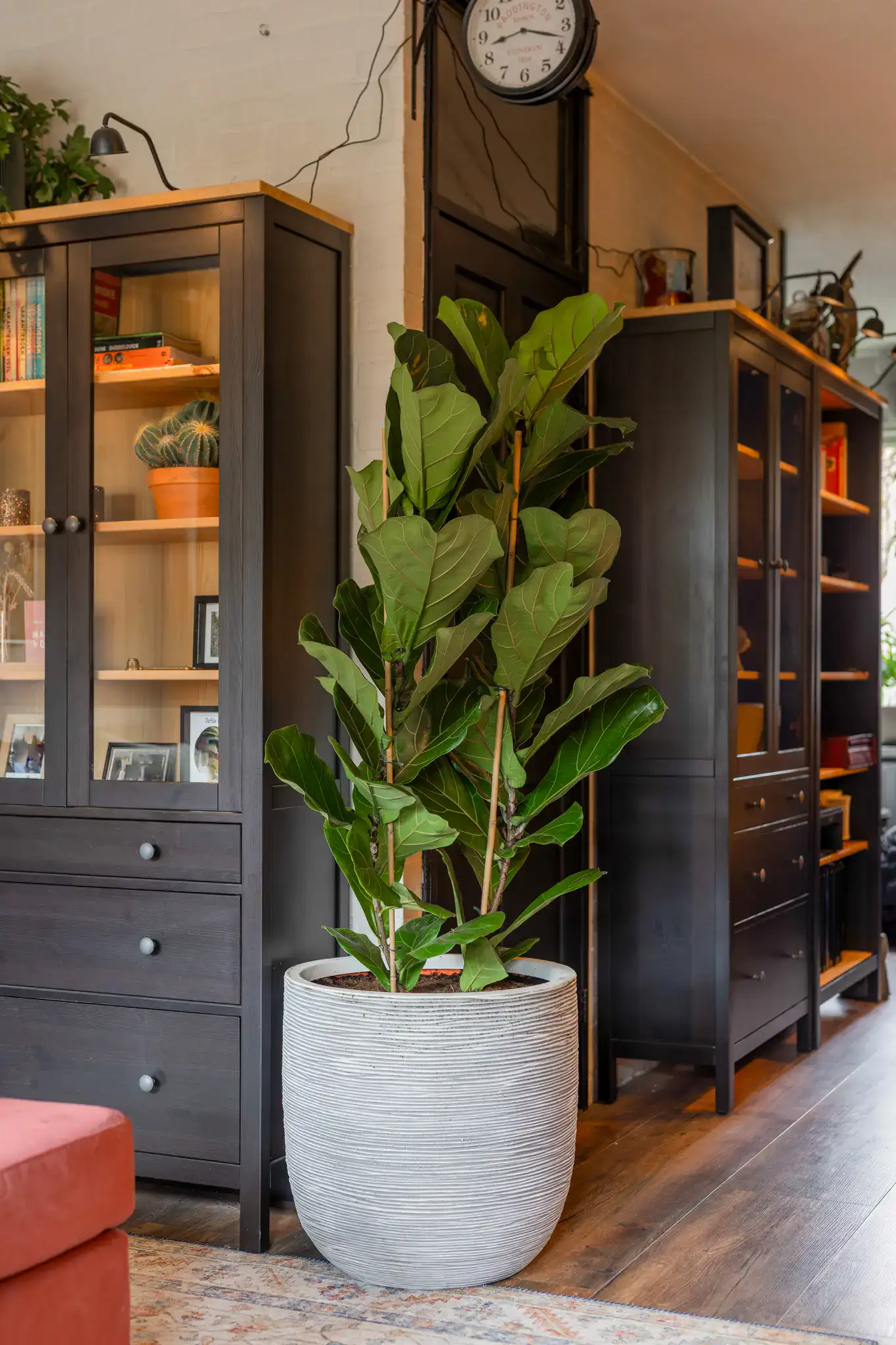 Air So Pure Luchtzuiverende Plant van de Maand December Ficus Lyrata