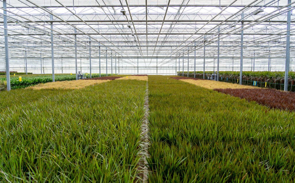 Dracaena Luchtzuiverende Plant van de Maand Januari