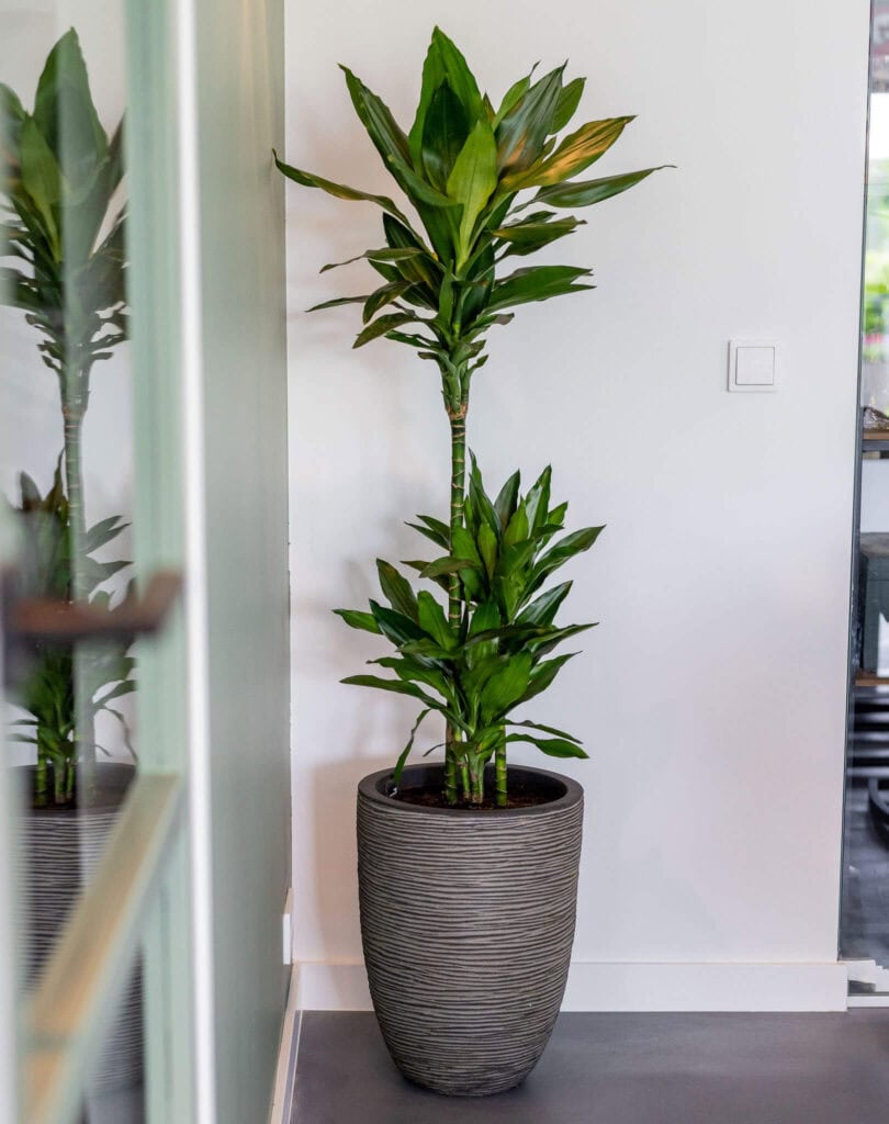 Dracaena Luchtzuiverende Plant van de Maand Januari Air So Pure
