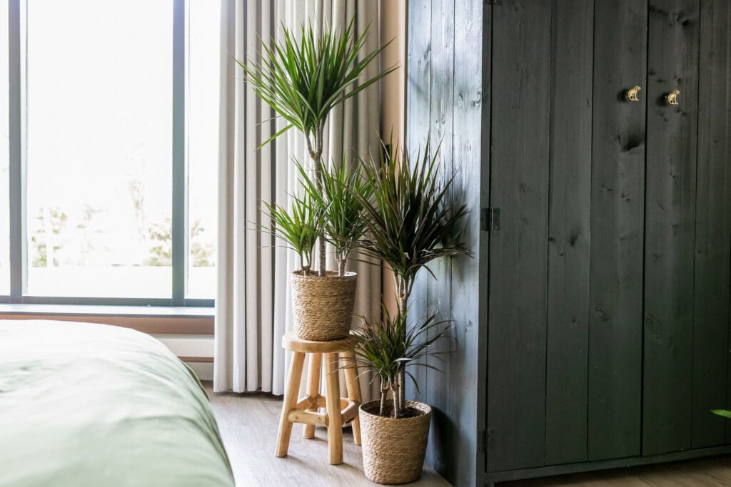 Dracaena Plant van de Maand Januari Air So Pure
