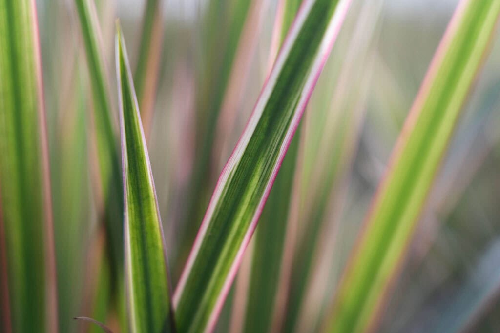 Dracaena Plant van de Maand Januari Air So Pure Closeup