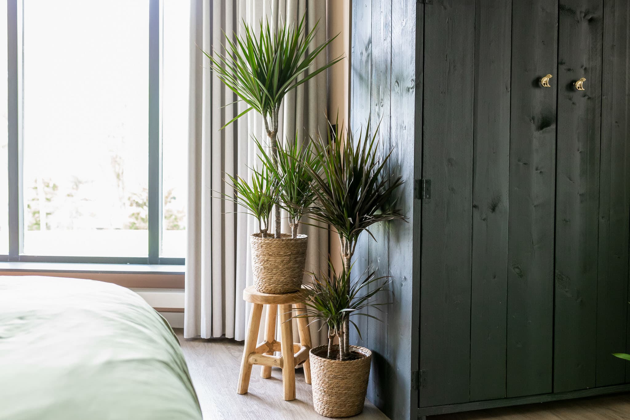 Dracaena Plant van de Maand Januari Air So Pure