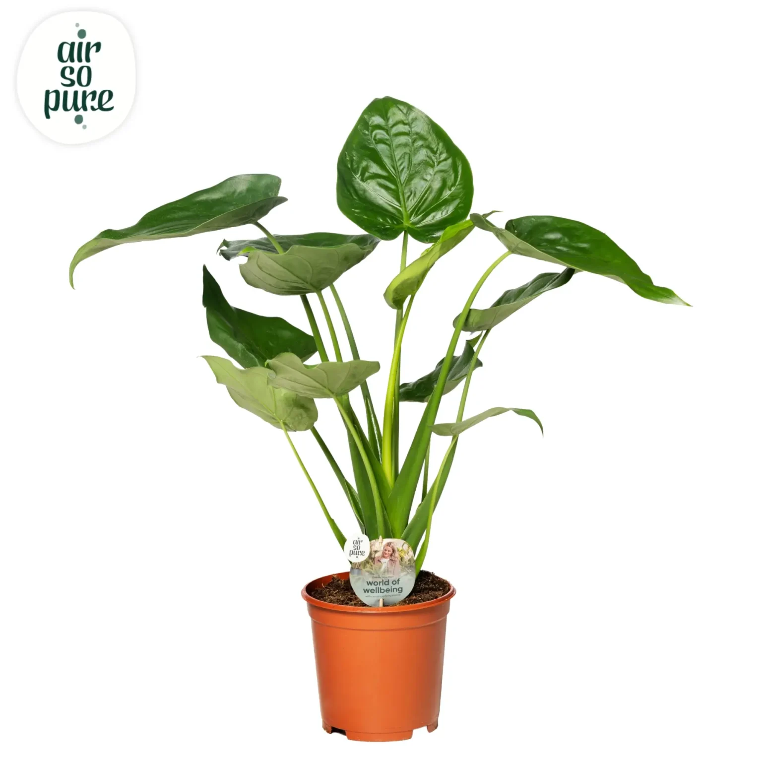 Air So Pure Alocasia Cucullata potmaat 21cm