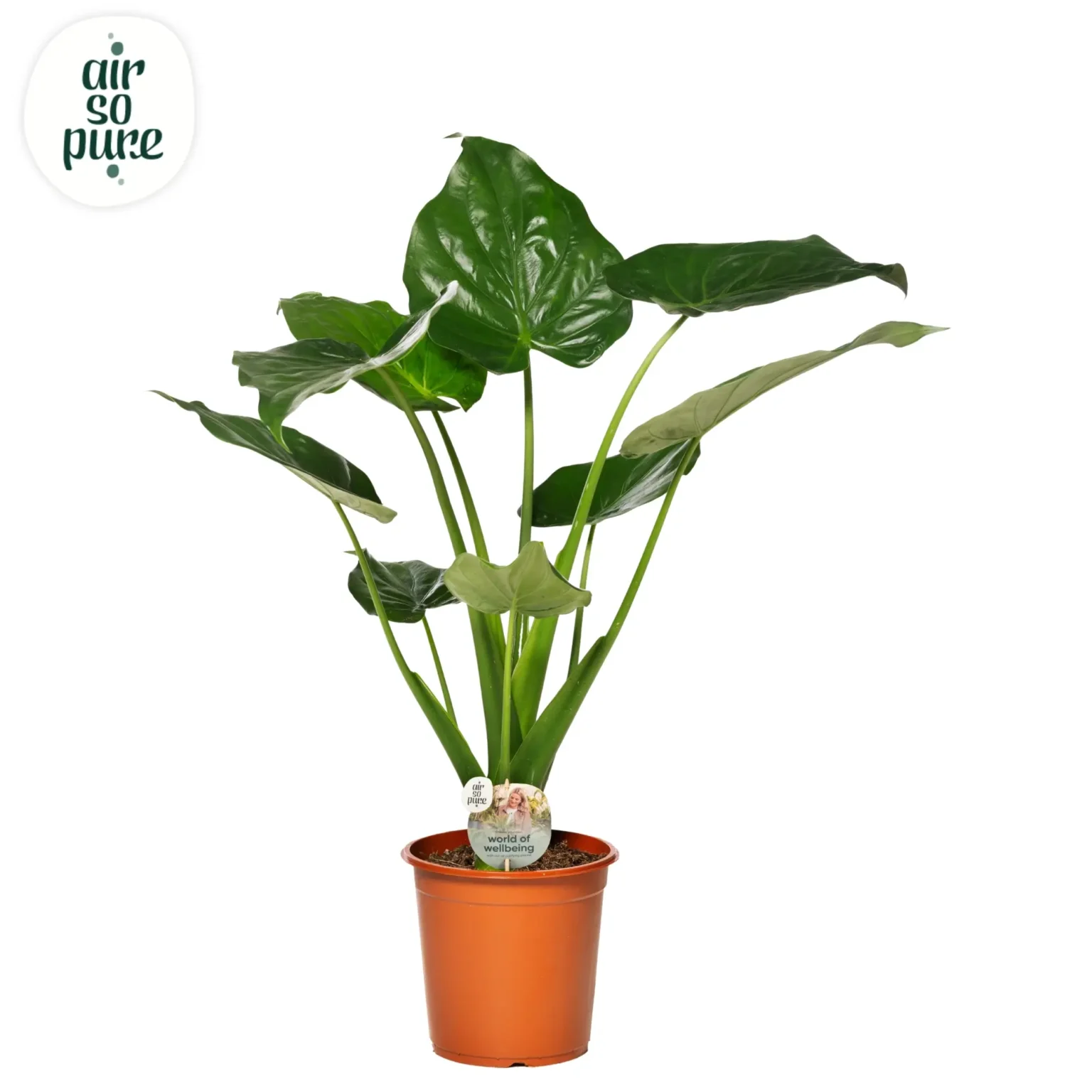 Air So Pure Alocasia Cucullata potmaat 24cm