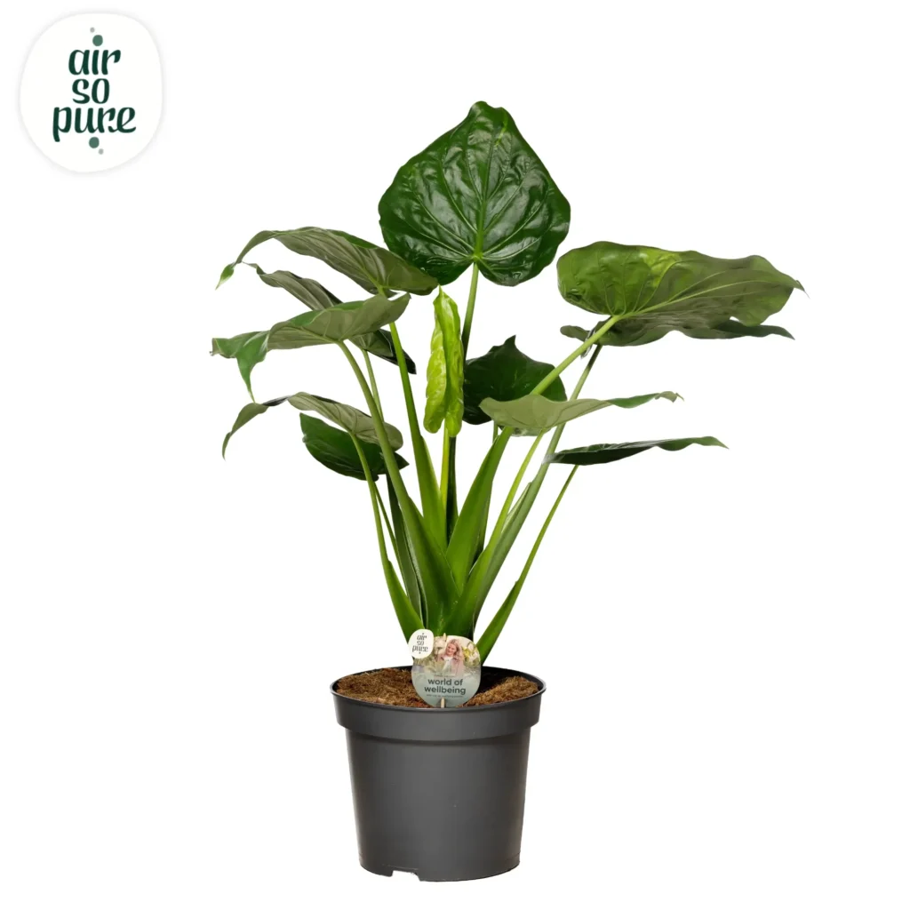 Air So Pure Alocasia Cucullata potmaat 35cm