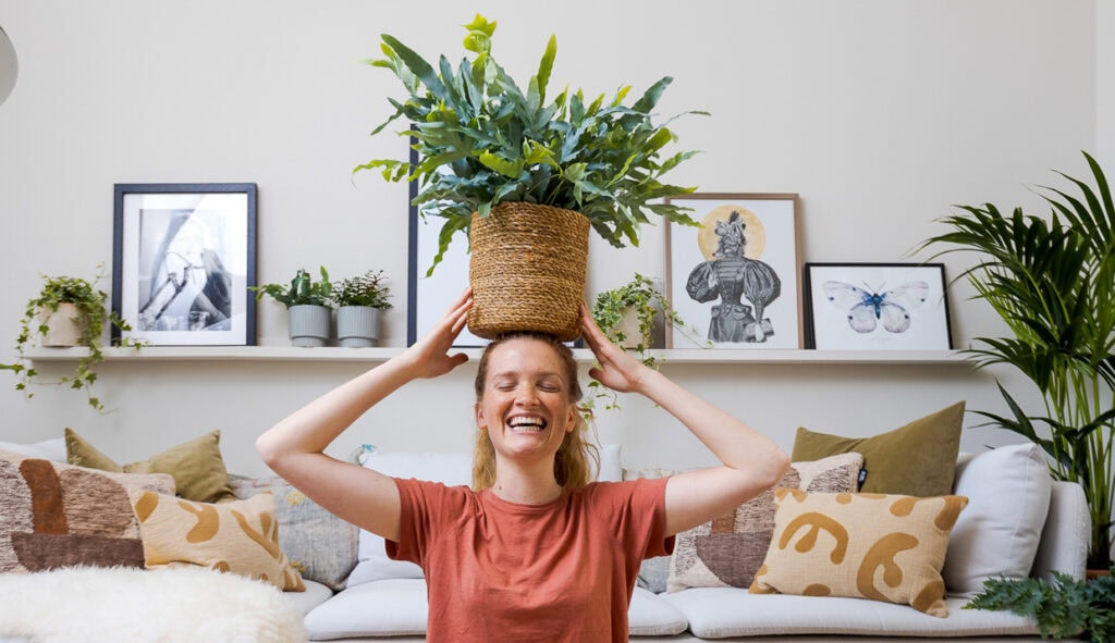 Air So Pure Luchtzuiverende Plant van de Maand Februari 2026 Phlebodium