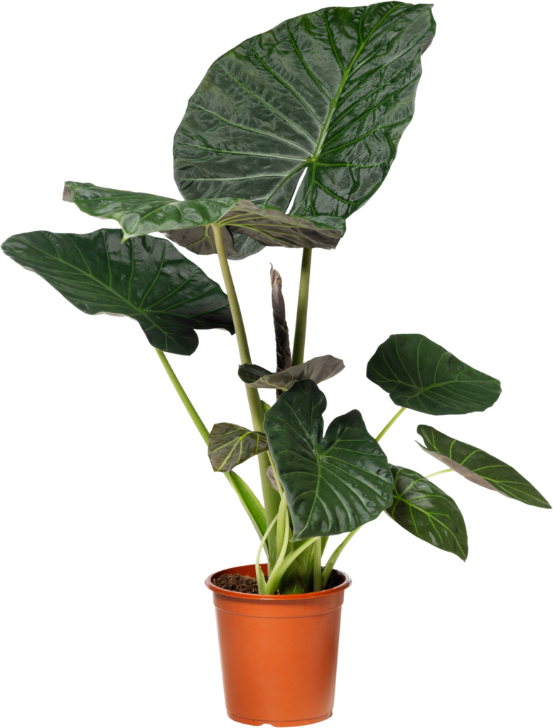 Air So Pure Alocasia Luchtzuiverende Plant