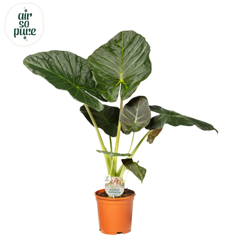 Air So Pure Alocasia Regal Shield potmaat 24cm