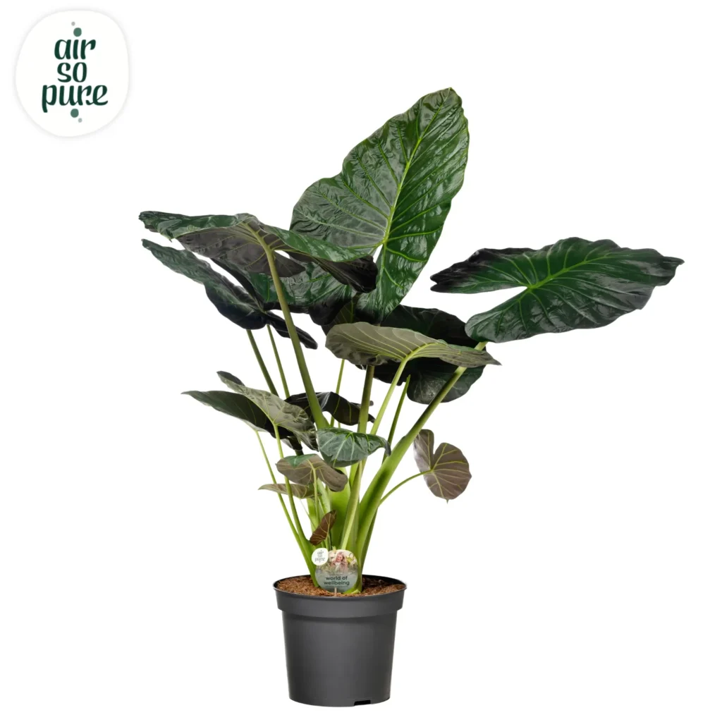 Air So Pure Alocasia Regal Shield potmaat 35cm