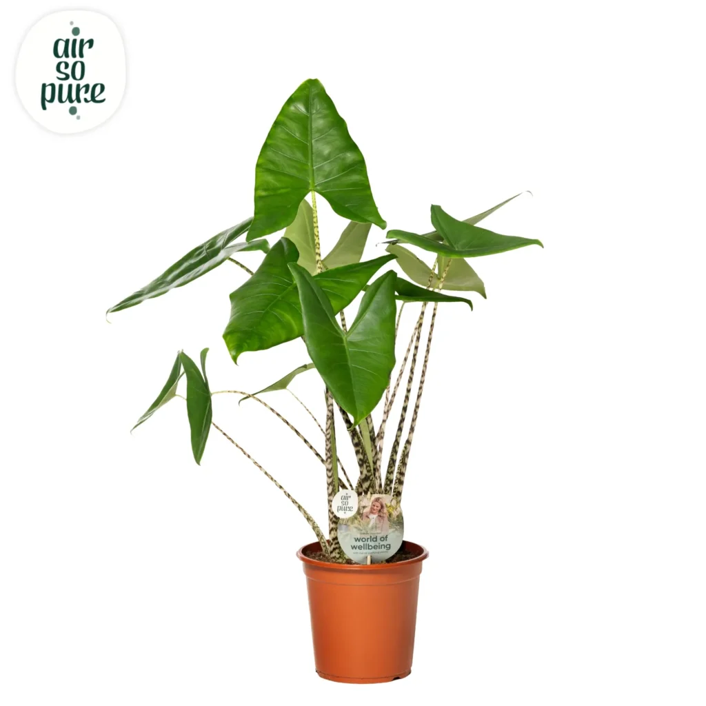 Air So Pure Alocasia Zebrina potmaat 21cm