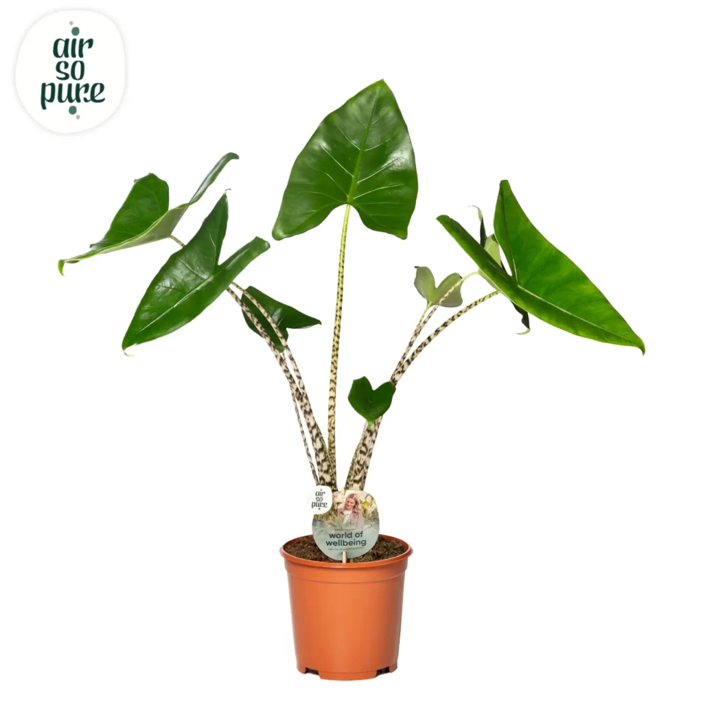 Air So Pure Alocasia Zebrina potmaat 24cm